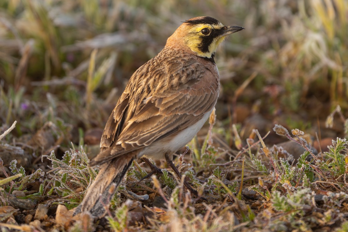 Horned Lark - ML616997325