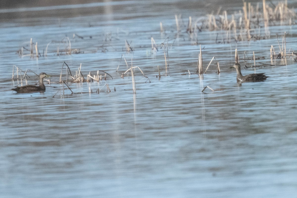 American Black Duck - ML616997329