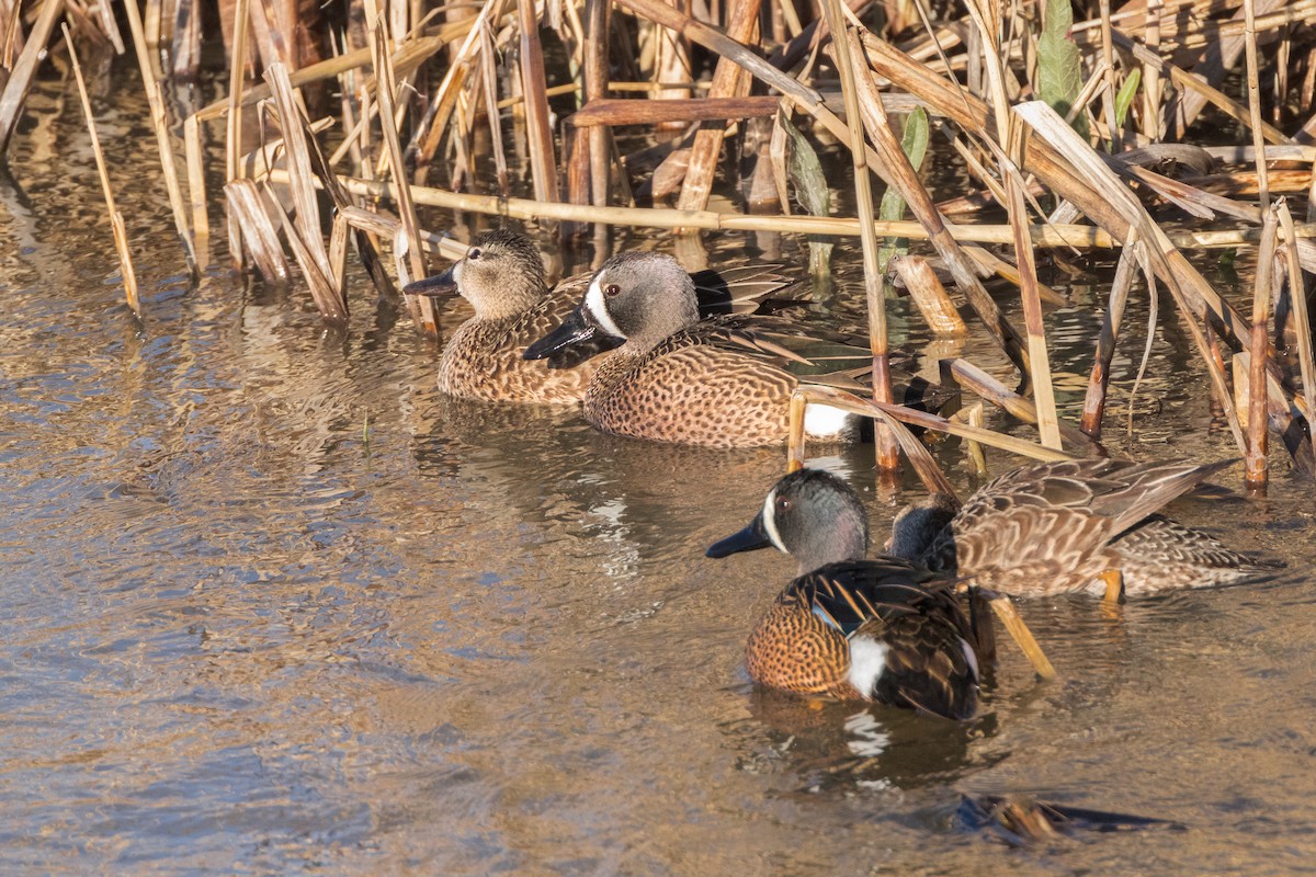 Blue-winged Teal - ML616997334