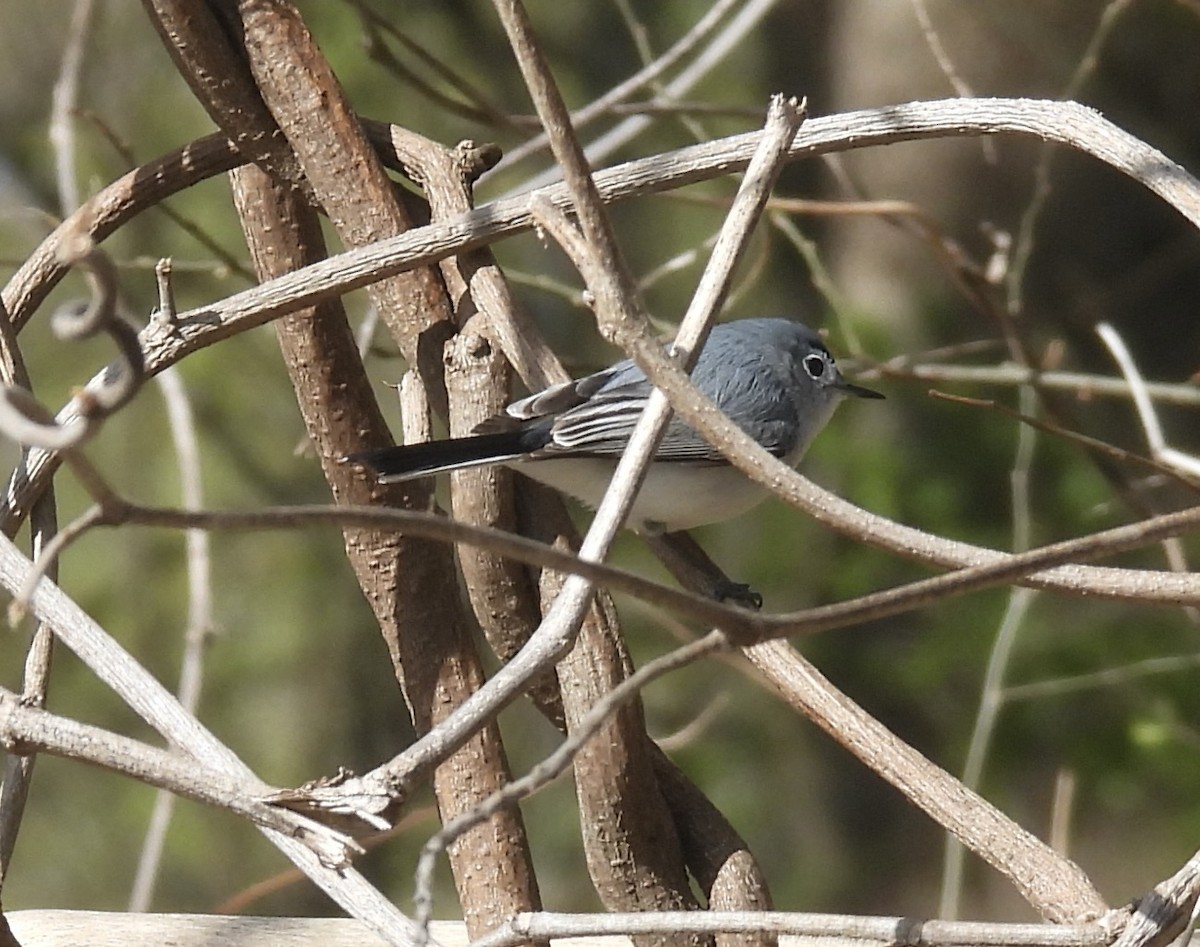 Blue-gray Gnatcatcher - ML616997355