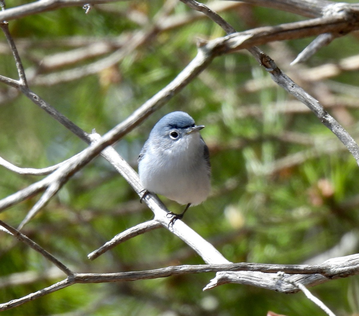 Blue-gray Gnatcatcher - ML616997356