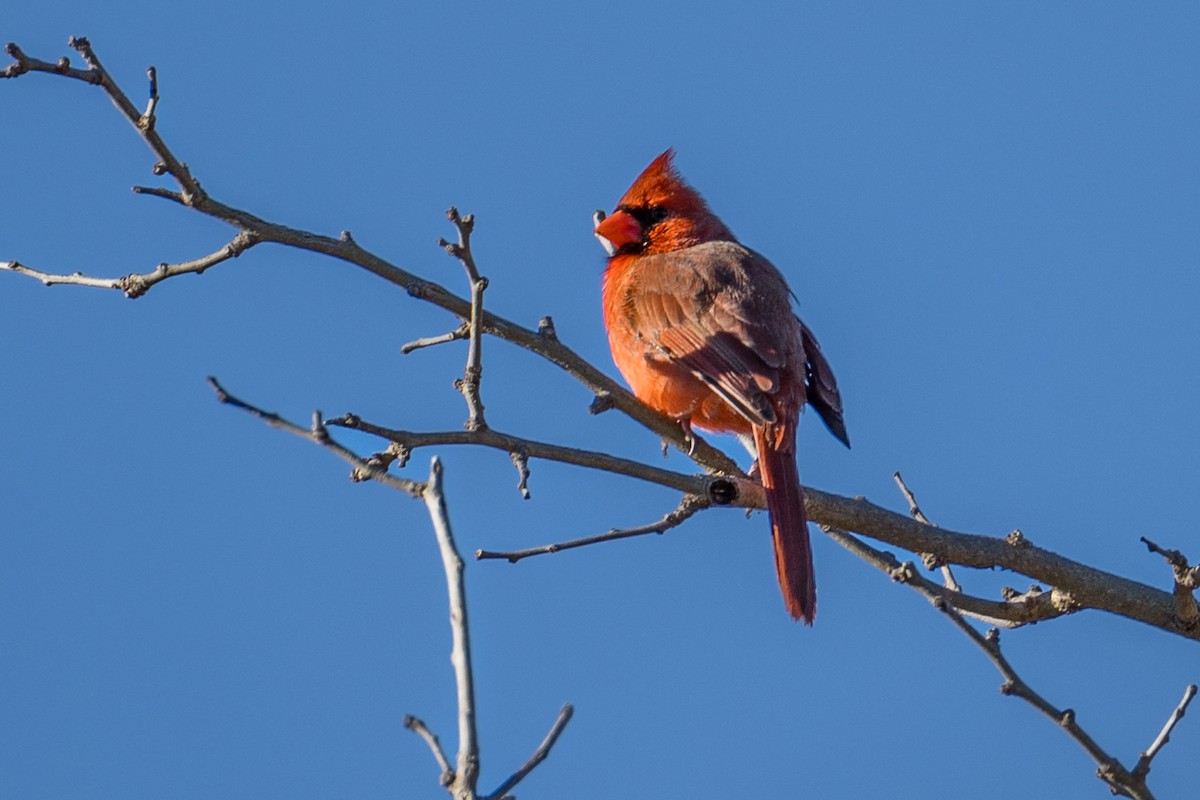 Northern Cardinal - ML616997385