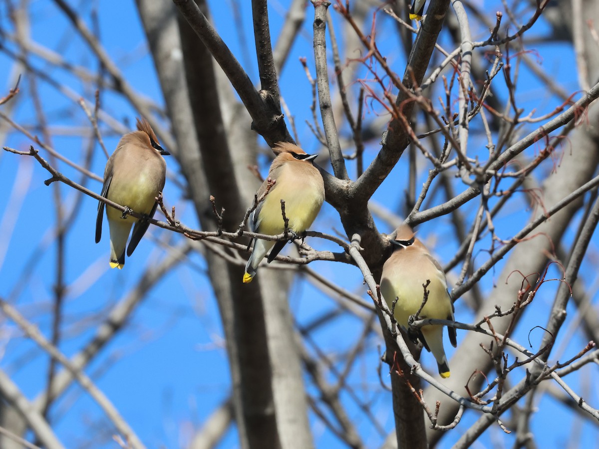 Cedar Waxwing - ML616997401