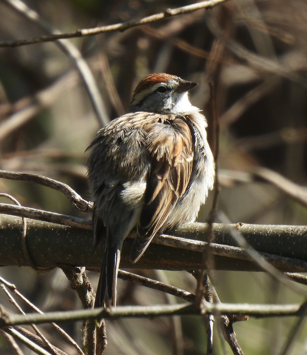 Chipping Sparrow - ML616997407