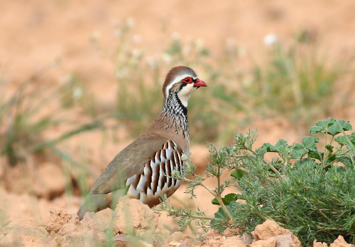 Red-legged Partridge - ML616997441