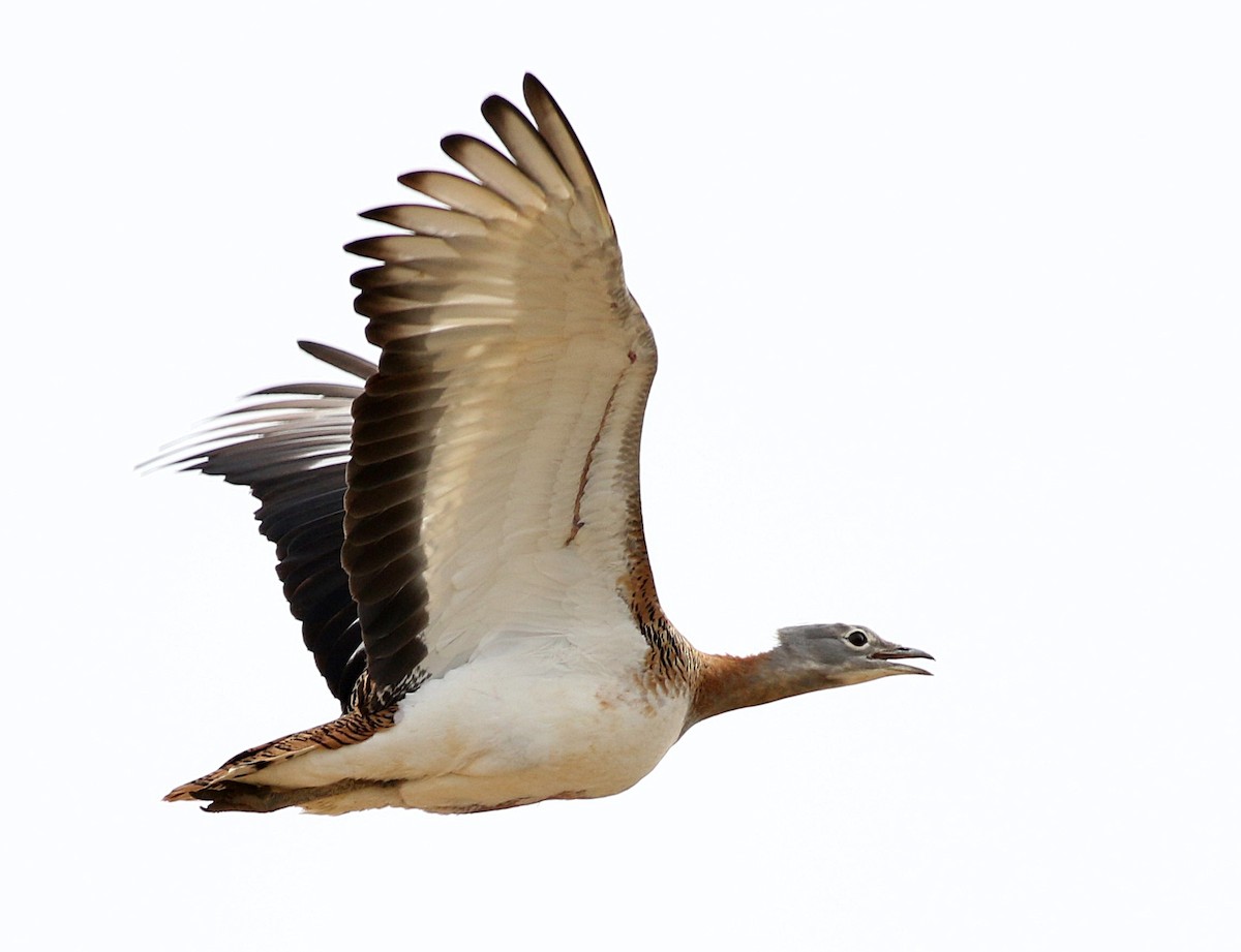 Great Bustard - ML616997457