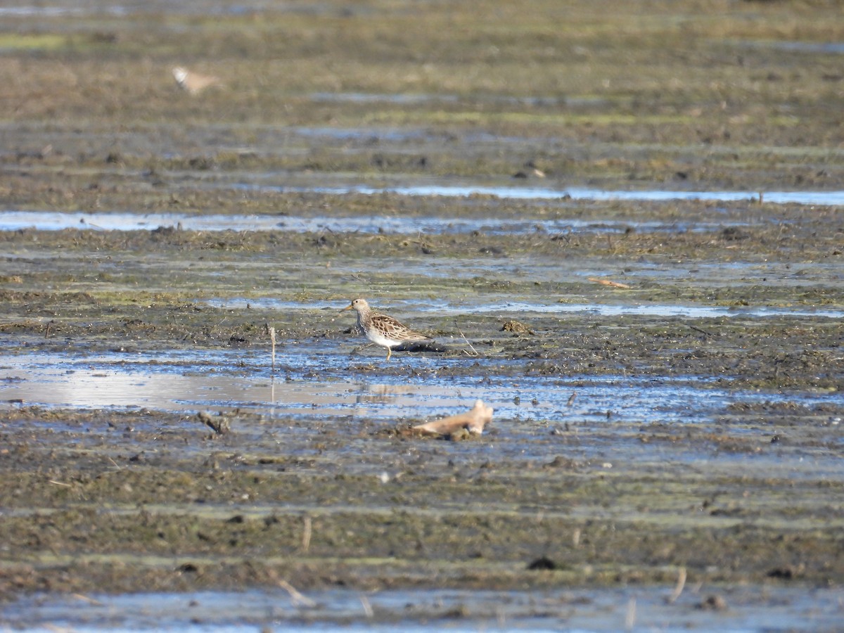 Pectoral Sandpiper - ML616997485