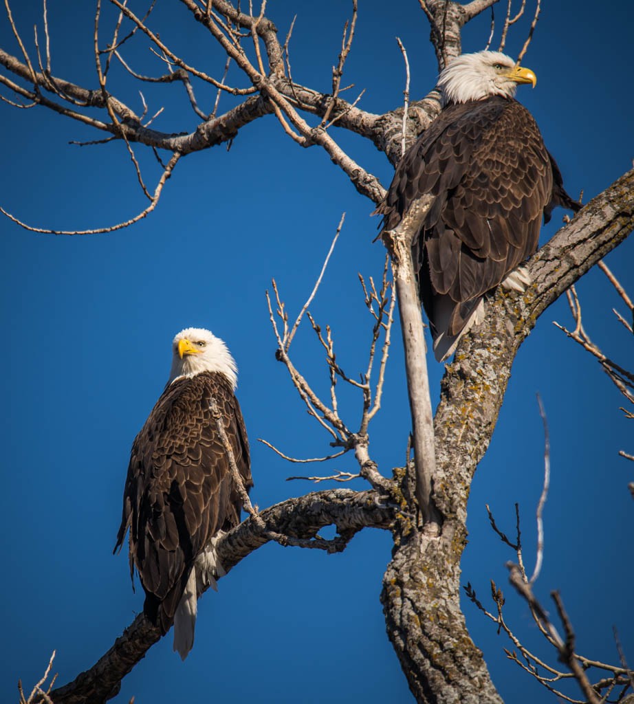 Bald Eagle - ML616997509