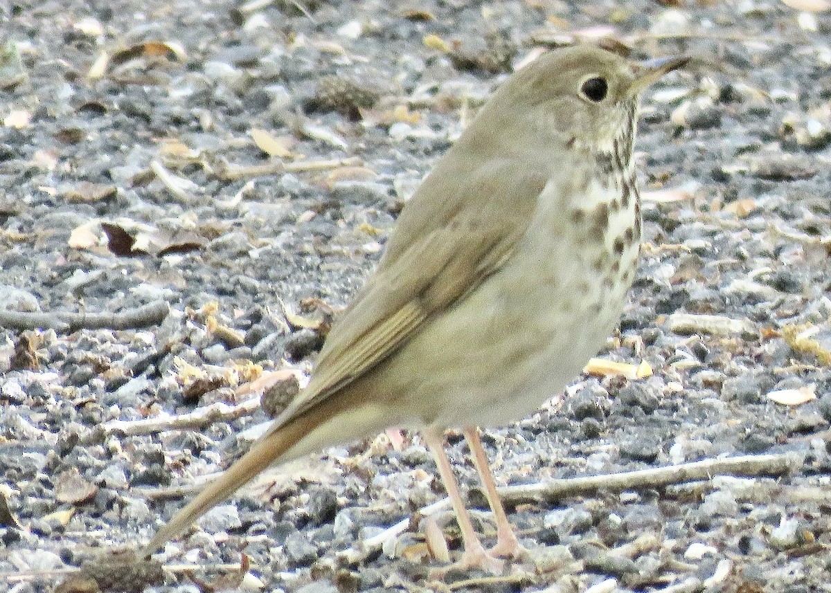 Hermit Thrush - ML616997542