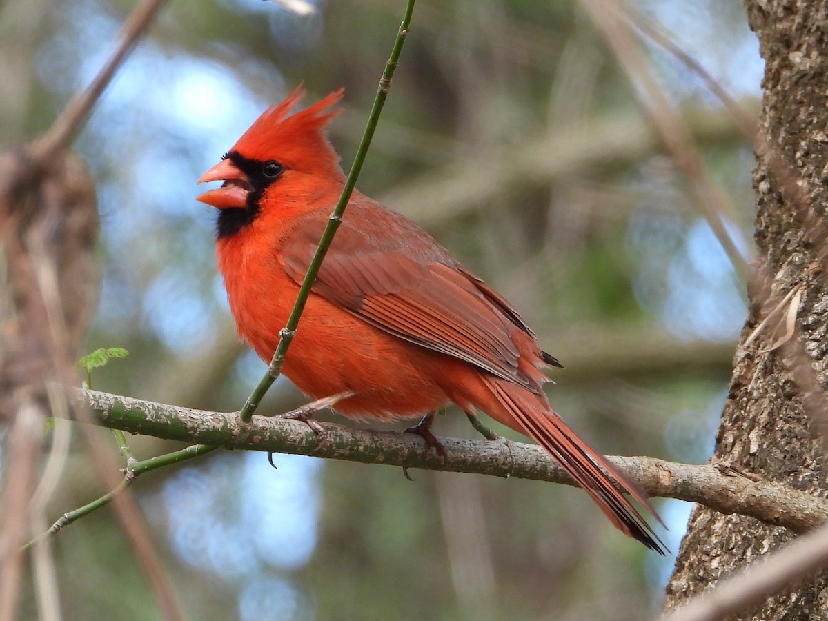 Cardinal rouge - ML616997553