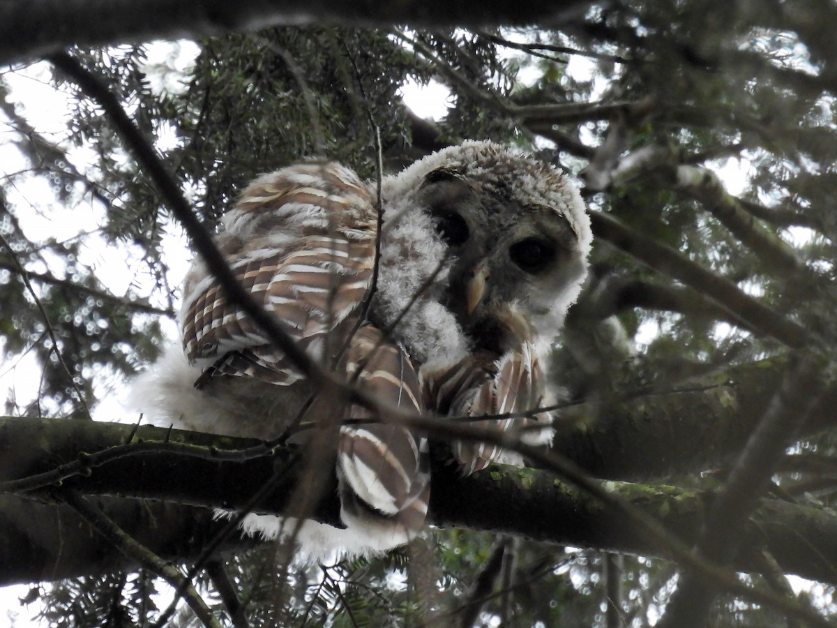 Barred Owl - ML616997559