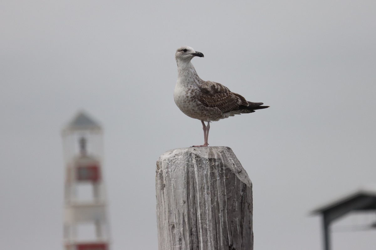 Gaviota Argéntea - ML616997656