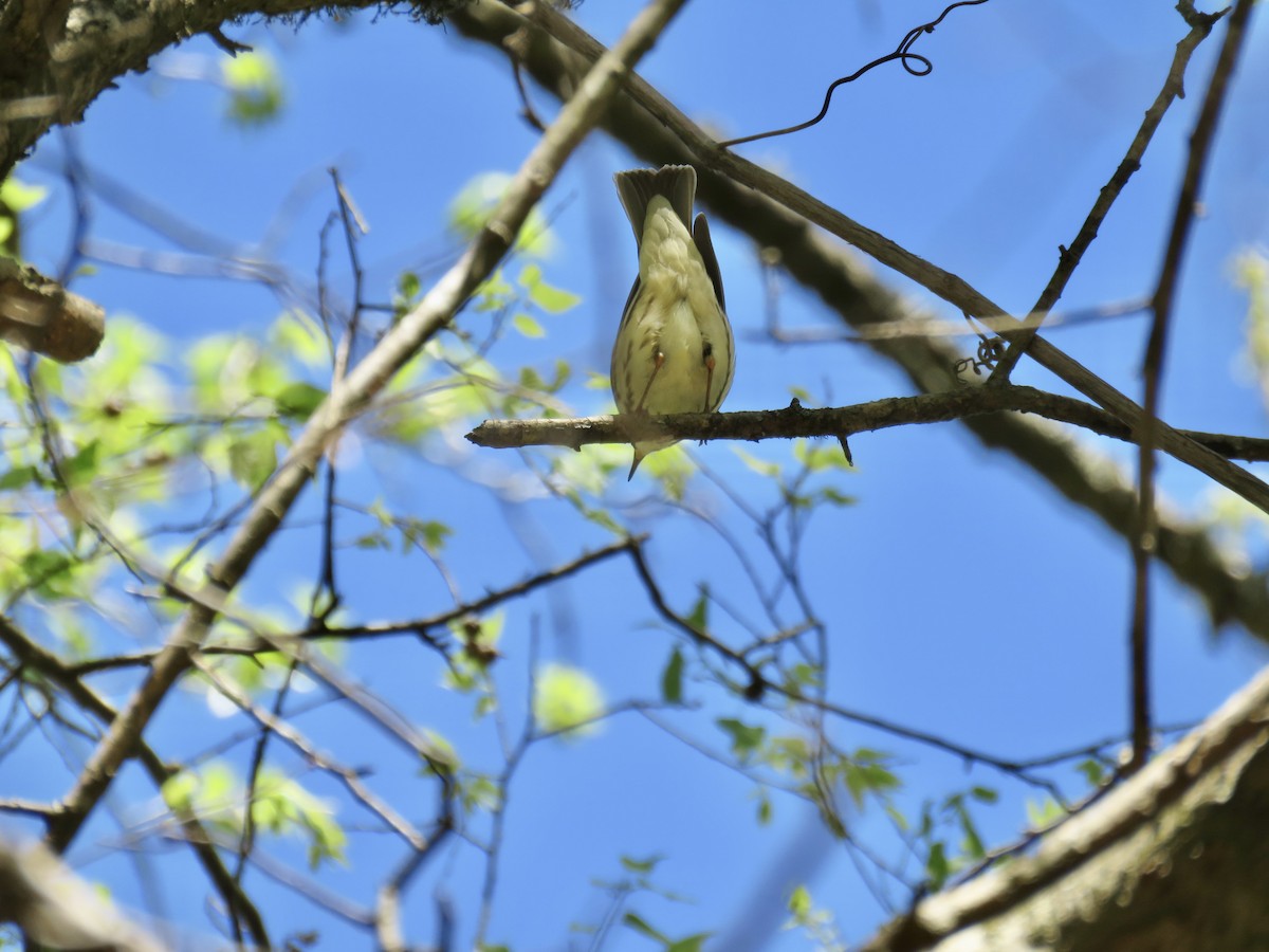 Paruline hochequeue - ML616997688