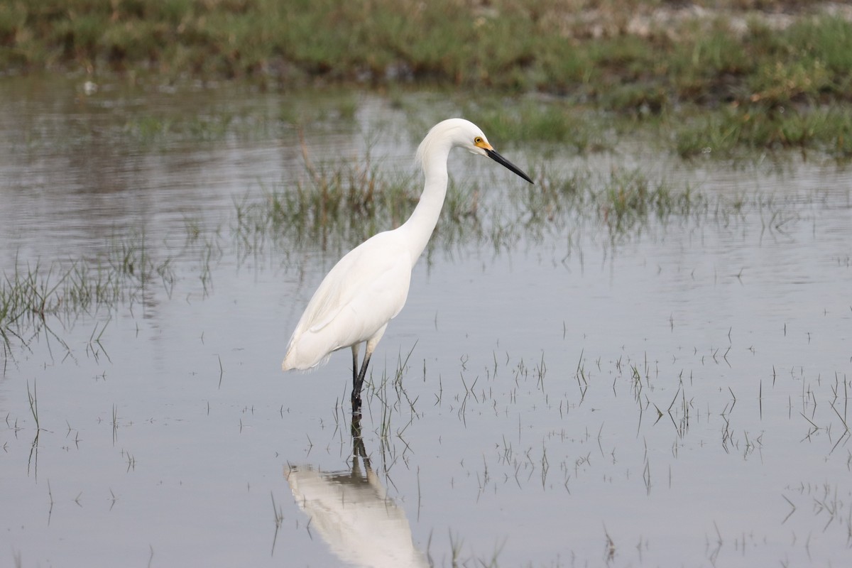 Snowy Egret - ML616997722