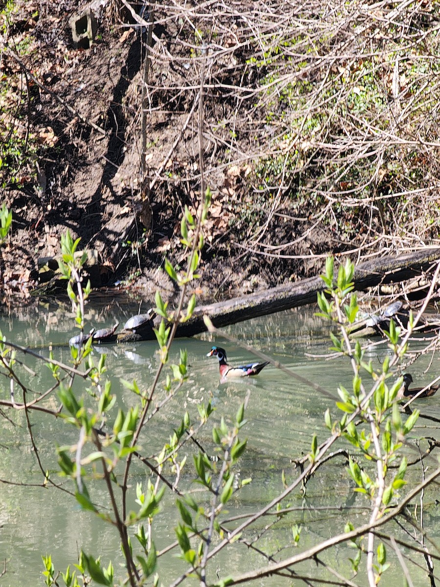 Wood Duck - ML616997778