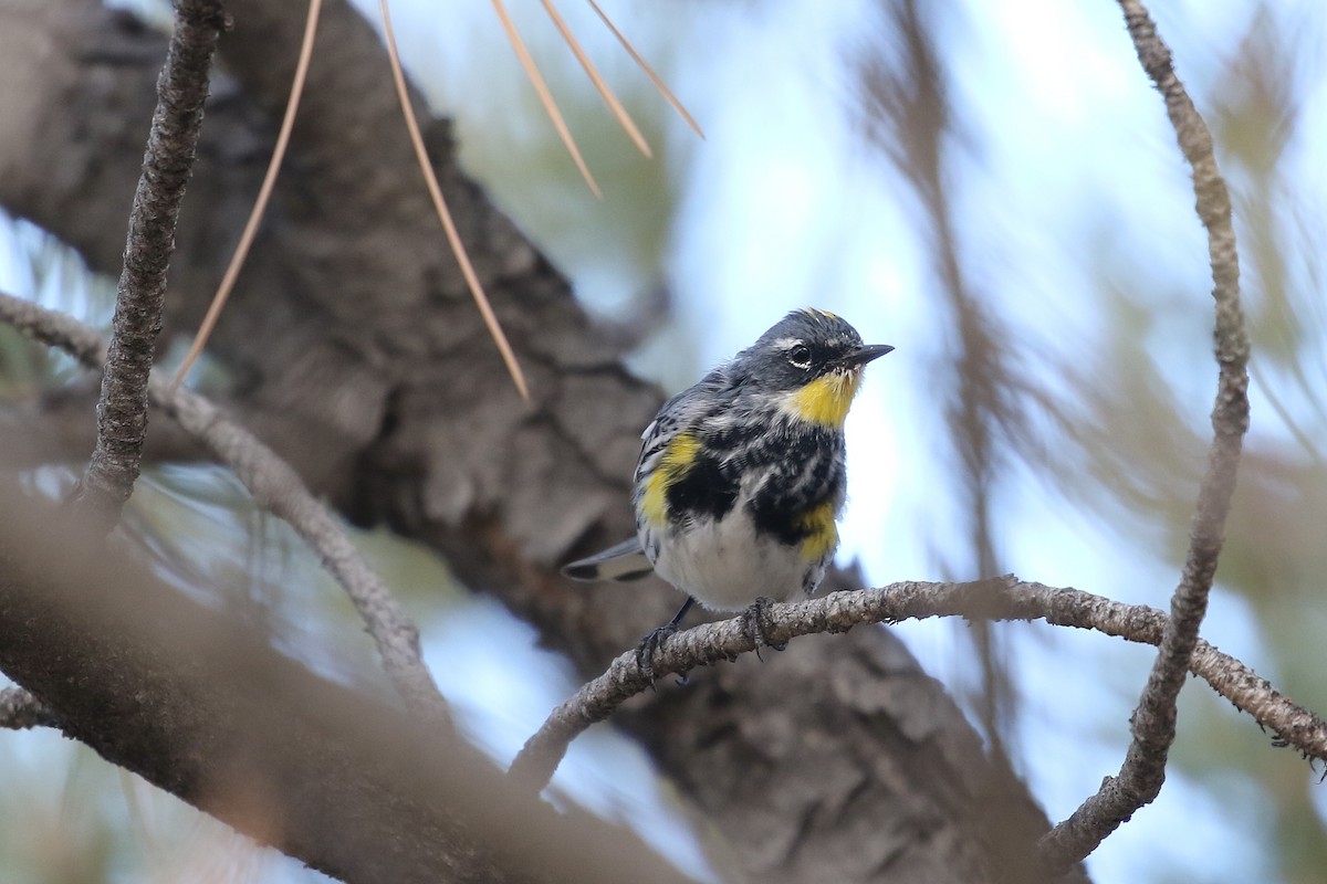 Yellow-rumped Warbler - ML616997798