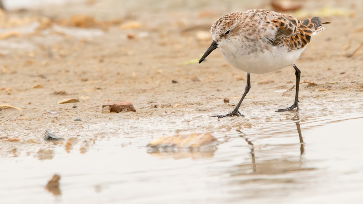 Little Stint - Fernando Portillo de Cea