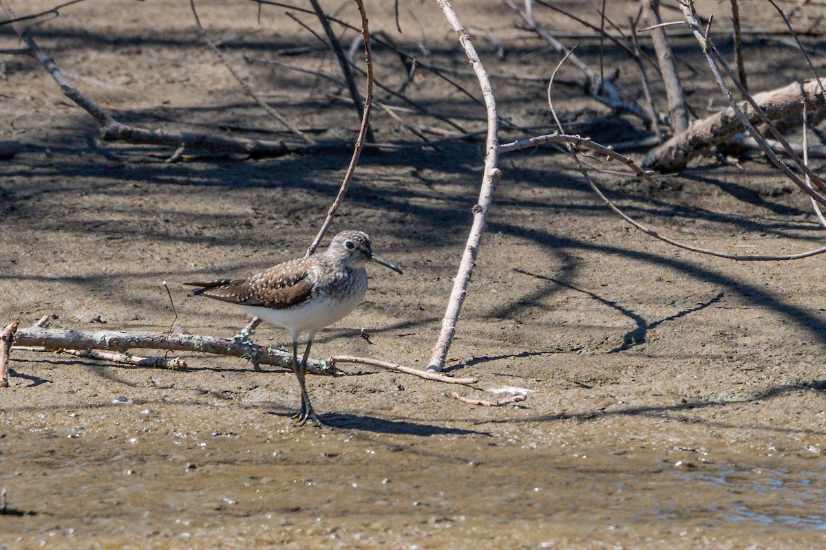 Solitary Sandpiper - ML616997819