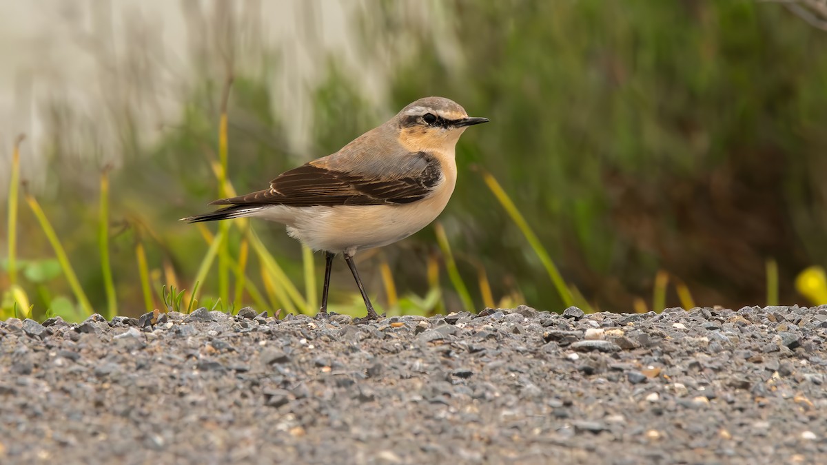 Northern Wheatear - Fernando Portillo de Cea