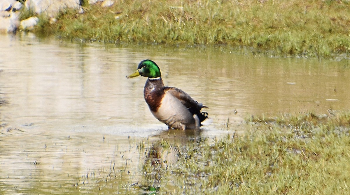 Canard colvert - ML616997826