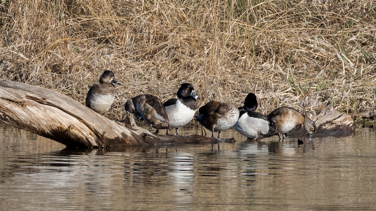 Ring-necked Duck - ML616997836