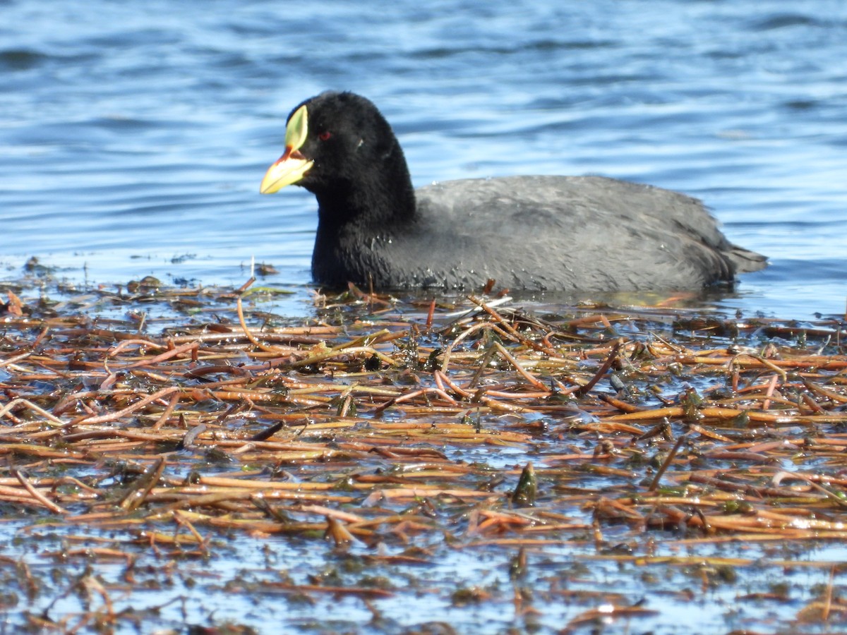 Red-gartered Coot - Más Aves