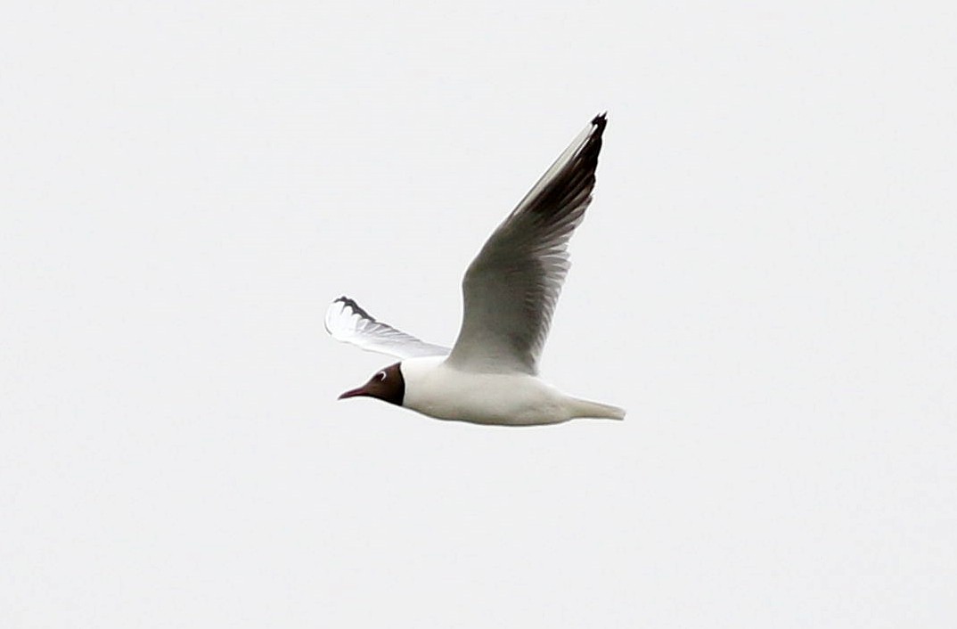 Mouette rieuse - ML616997841