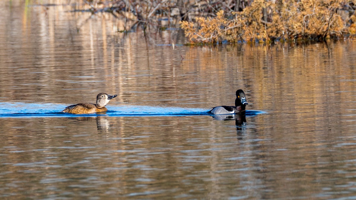 Ring-necked Duck - ML616997845