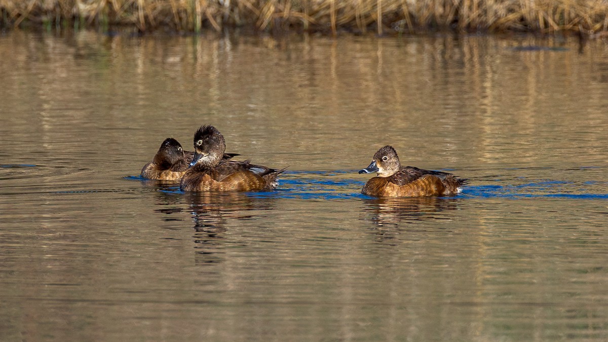 Ring-necked Duck - ML616997852