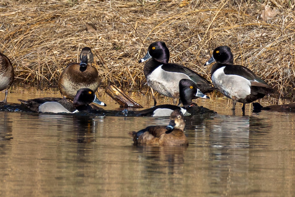 Ring-necked Duck - ML616997858