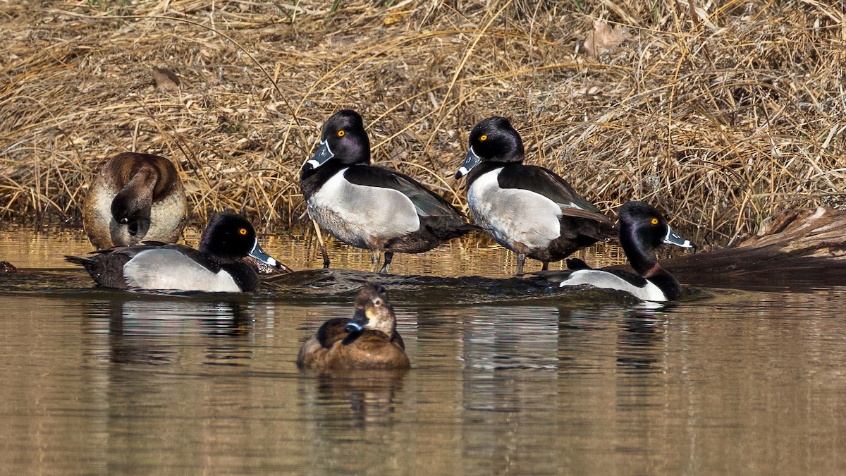 Ring-necked Duck - ML616997861