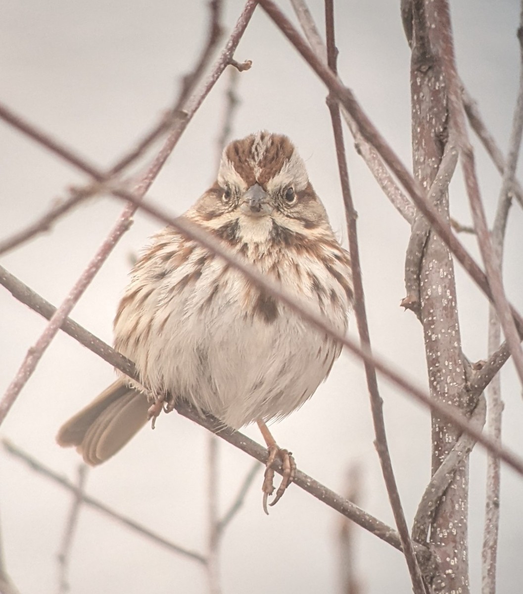 Song Sparrow - ML616997863