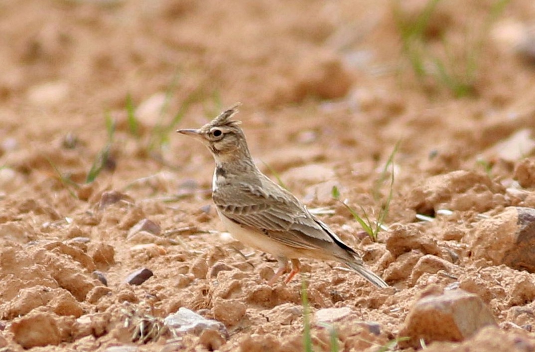 Crested Lark - ML616997865