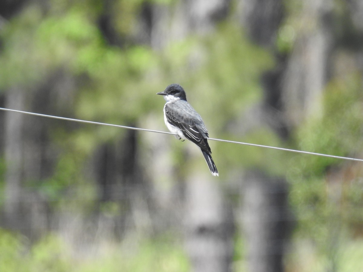 Eastern Kingbird - ML616997866