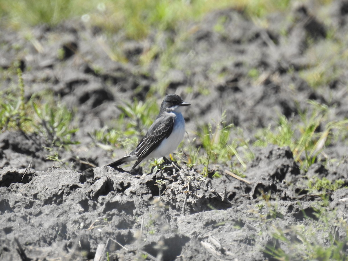 Eastern Kingbird - ML616997880