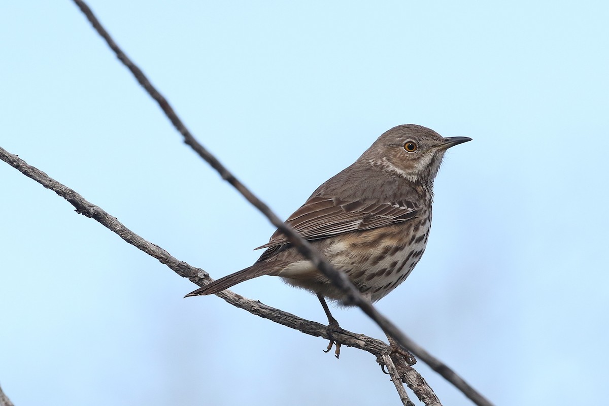 Sage Thrasher - Mark Chavez