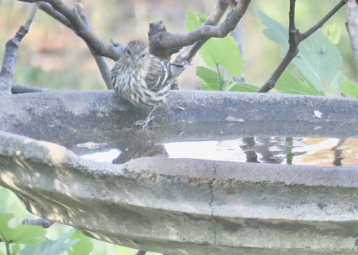 Pine Siskin - ML616997887