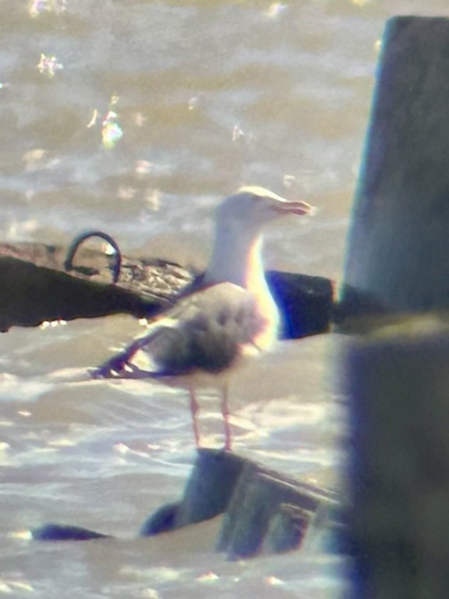 Gaviota/Gavión sp. - ML616997935