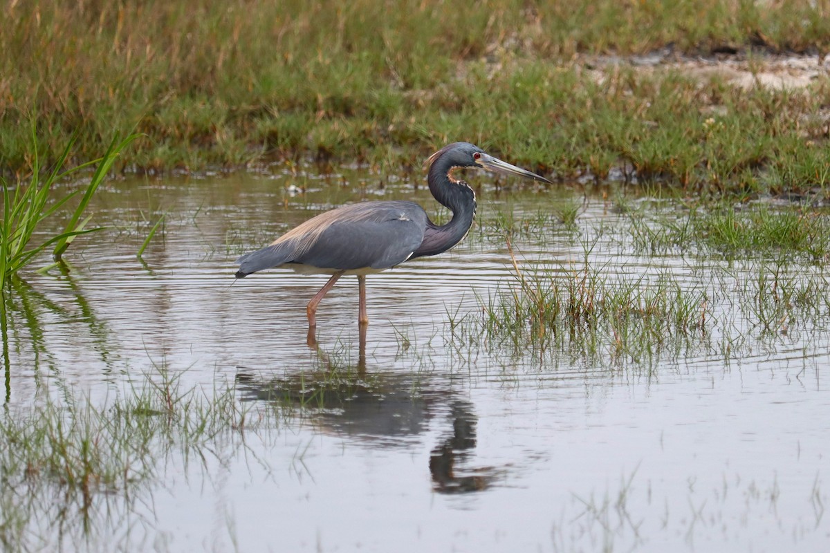 Tricolored Heron - Jim Herkert