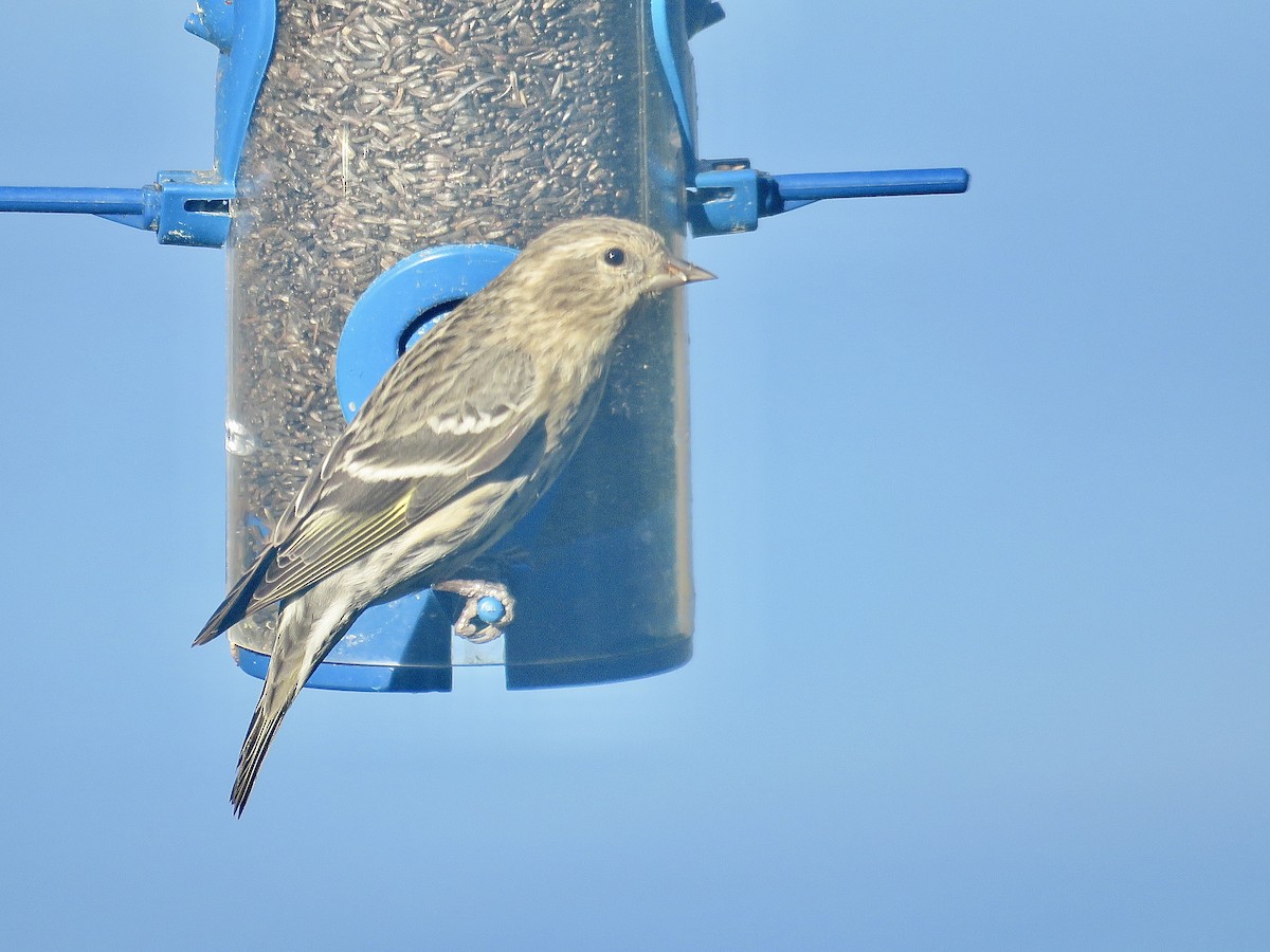 Pine Siskin - ML616997988