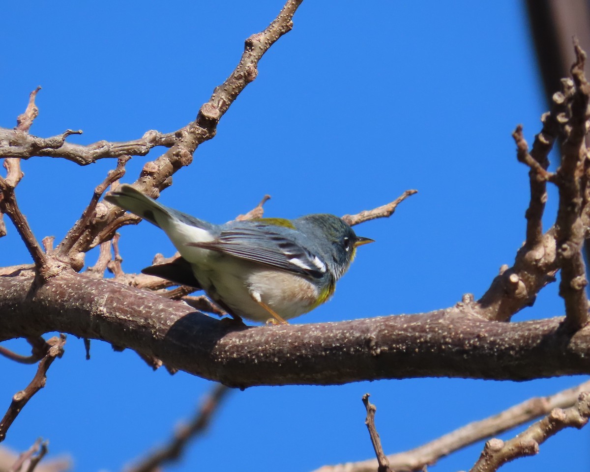 Northern Parula - ML616998100