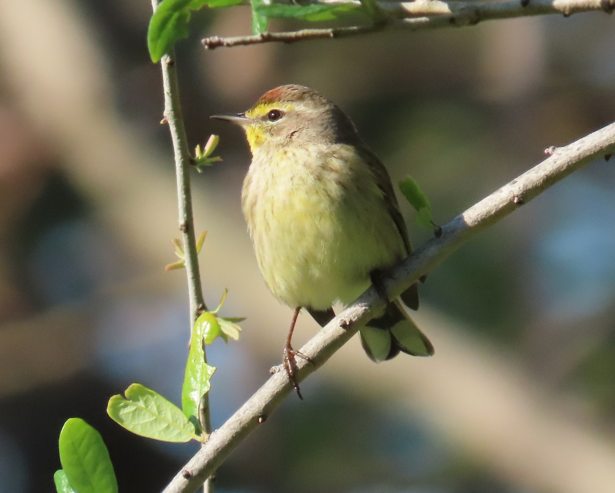 Palm Warbler - ML616998112