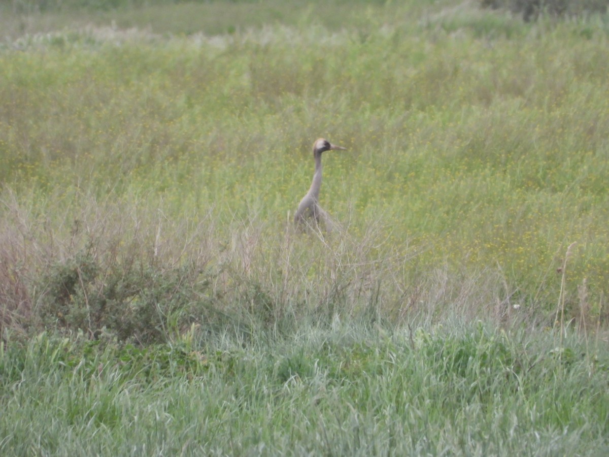 Common Crane - Eduardo Gracia fuster