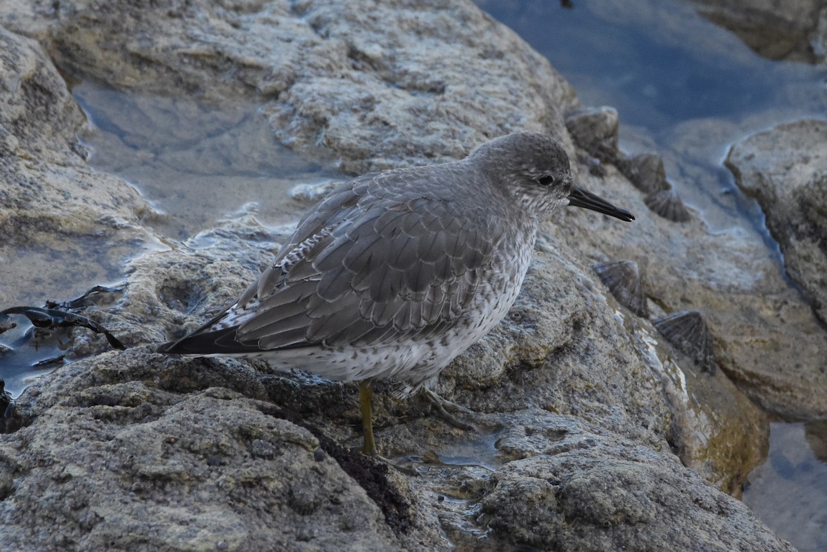 Red Knot - ML616998143