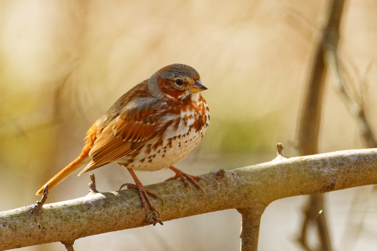 Fox Sparrow - ML616998153