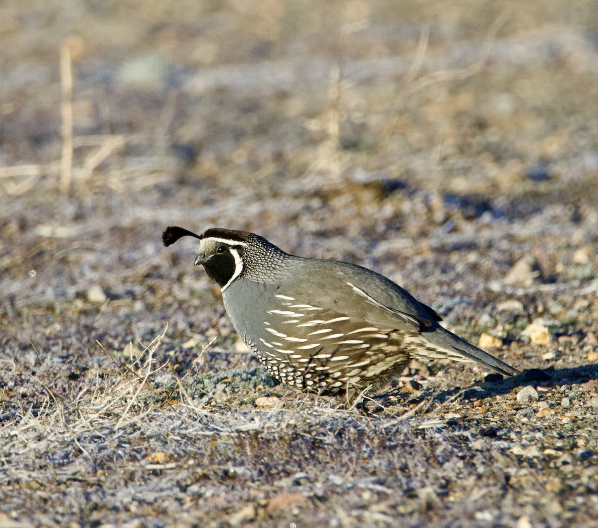 California Quail - ML616998167