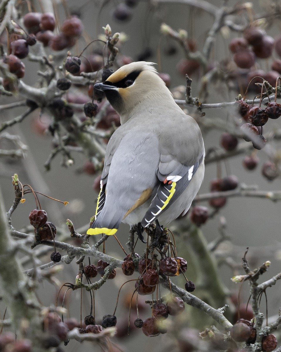 Bohemian Waxwing - Charles Carlson