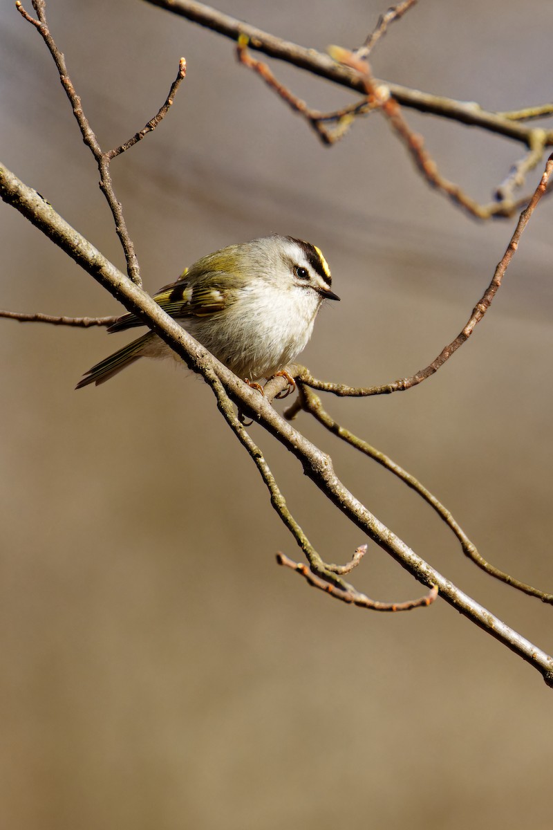 Golden-crowned Kinglet - ML616998189