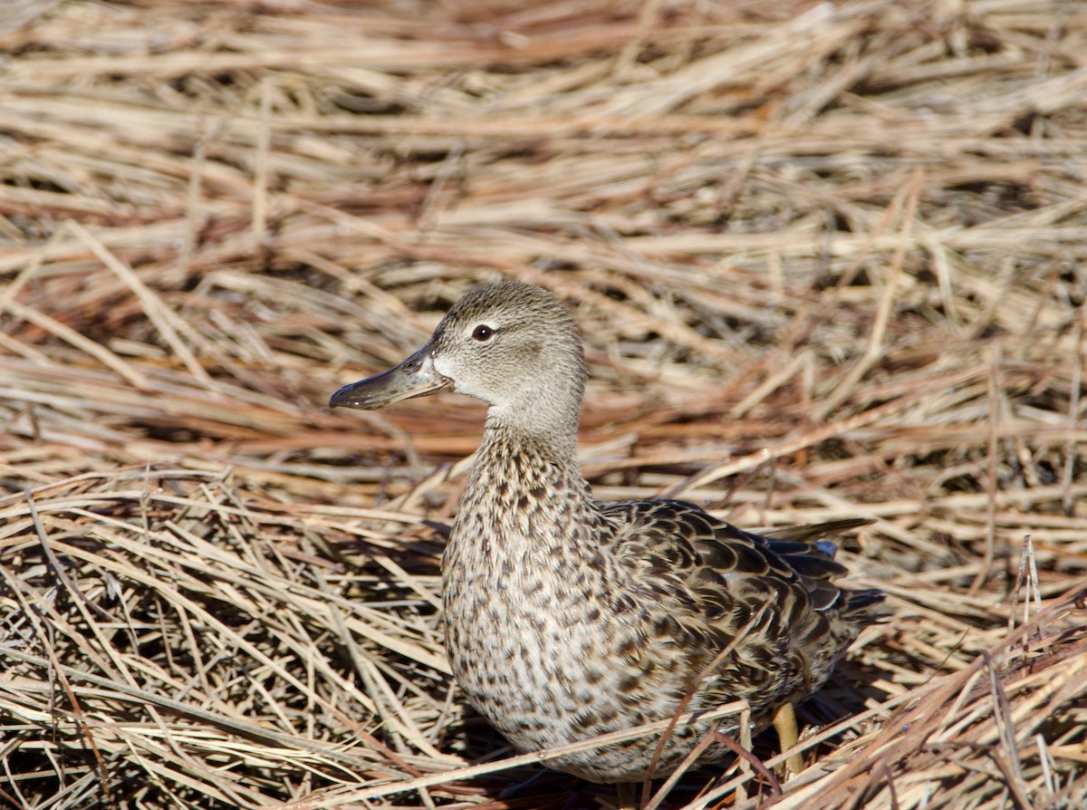 Cinnamon Teal - ML616998213