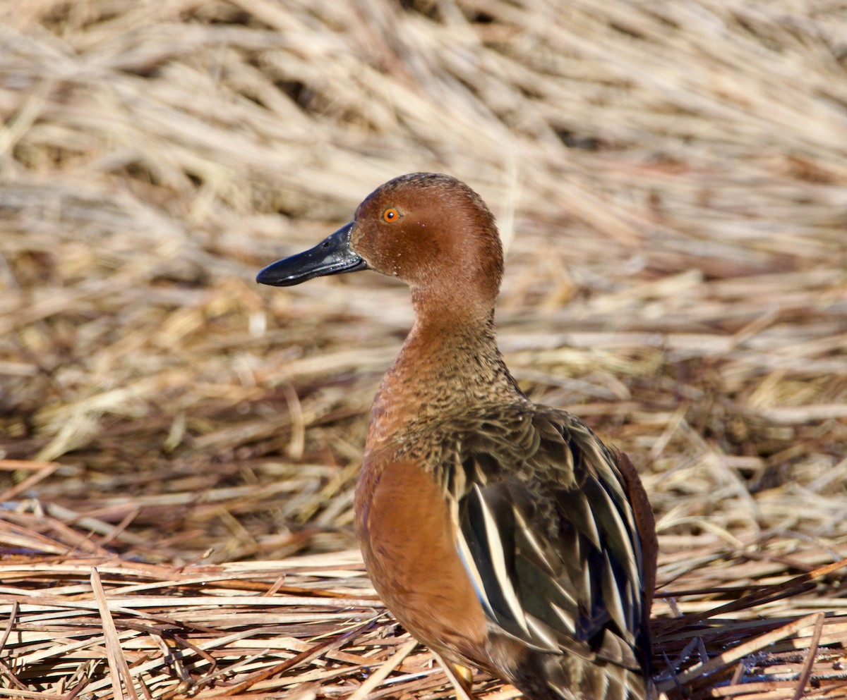 Cinnamon Teal - ML616998227